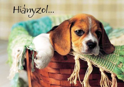 hianyzol03.jpg