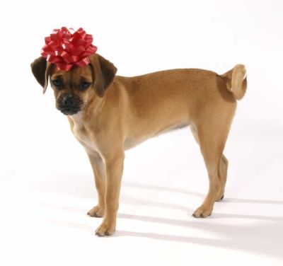 puggle.jpg